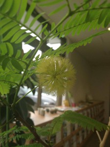 ぽわぽわの花？の写真